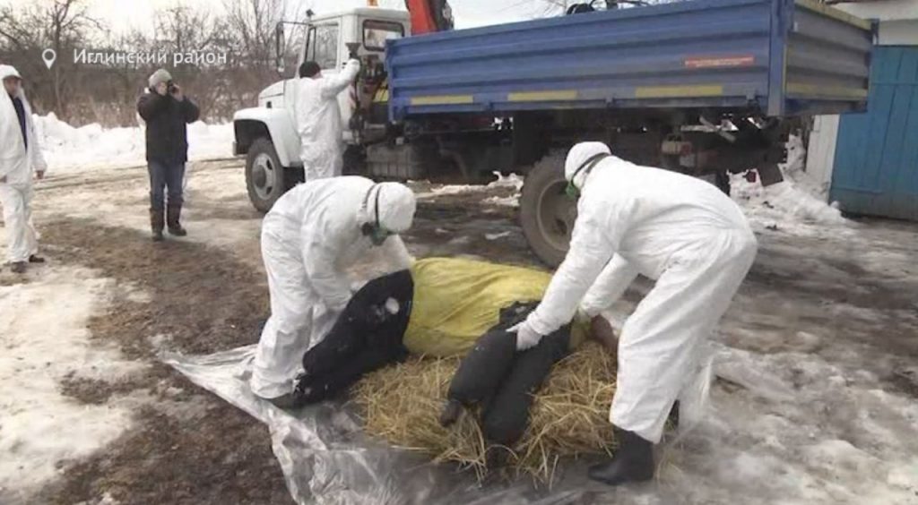 Вывоз трупа животного в морг в городе Электросталь Московской области